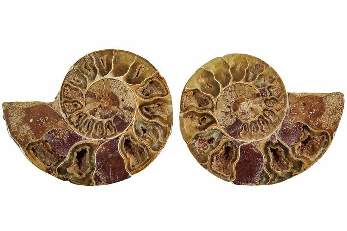 Jurassic Cut & Polished Ammonite Fossil- Madagascar #215981